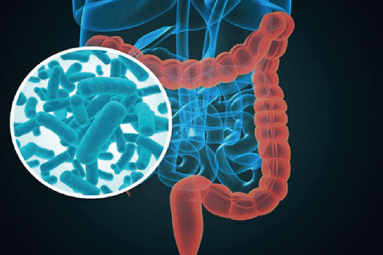 The diet during pregnancy affects the microbiota and the development of babies in the first months of life