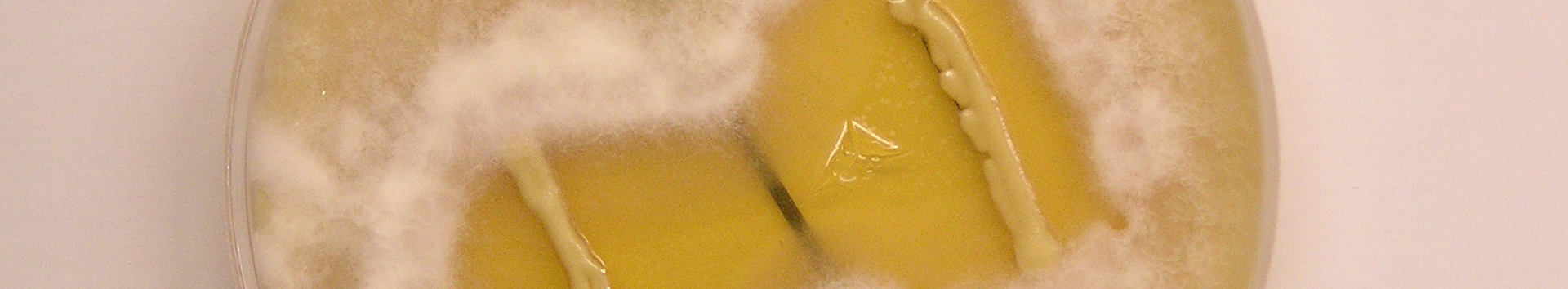 iata - Biología de sistemas en levaduras de interés biotecnológico