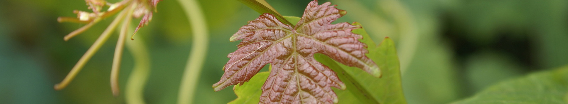 iata - resistencia plantas