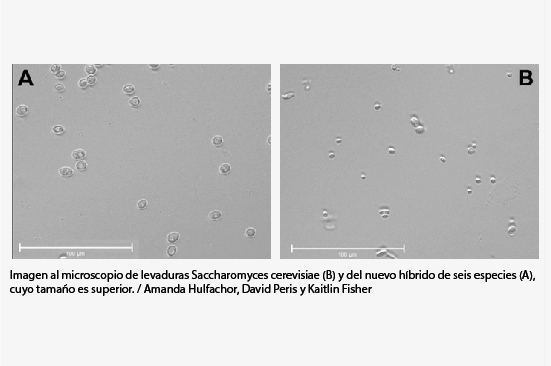 Una nueva tecnología obtiene levaduras a la carta para mejorar la producción de bebidas alcohólicas y bioenergía