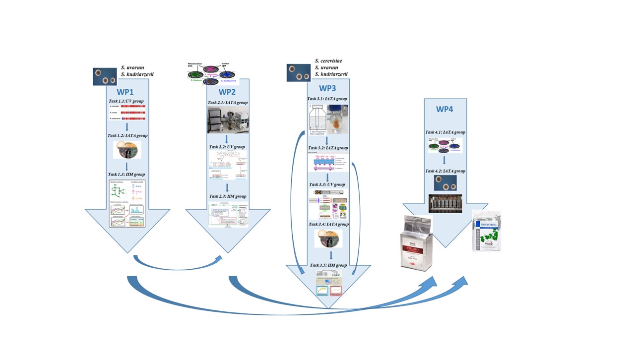 Proyecto coordinado: Modelización multiescalar de datos ómicos para la obtención de levaduras híbridas de Saccharomyces de interés en enología (MULTIWINE)
