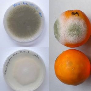 The pmt2 mutant